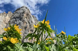 Цветы на фоне гор