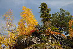 Фото осеннее дерево, автор фото Черных В.Е. Осеннее дерево в горах.