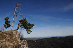 Фото кривое дерево на скале сделано на туристическом маршруте  Знаменитая Тридцатка - легендарный маршрут 30. Автор фото дерево в горах Черных В.Е.