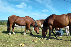 тур для любителей лошадей
