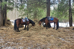 Лошади и сено