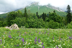 Цветы в горах Адыгеи, маршрут 30 через горы к морю