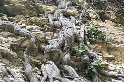 Колхидский плющ