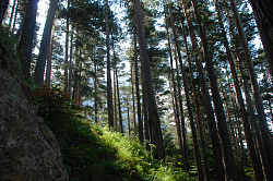 Лес летом фото в горном курорте Хаджох. Из Хаджоха начинается маршрут  Знаменитая Тридцатка - легендарный маршрут 30. Красивый лес летом в Хаджохе.