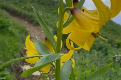 Цветы в горах Адыгеи