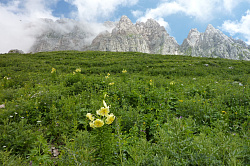 Цветы на фоне скал пейзаж на маршруте 30 через горы к мор