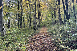 Горный лес в Адыгее