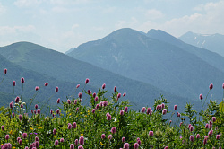 Красные цветы на фоне гор, маршрут 30 через горы к морю тур поход