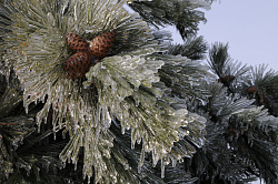 Деревья зимой фото Черных В.Е. 