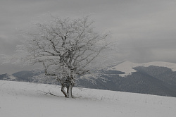 Дерево зимой. автор фото Черных В.Е. Дерево зимой в горах.