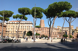 Фото Италии / Зонтичные сосны в Риме