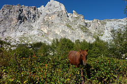 Лошадь в горах на маршруте 30 через горы к морю поход