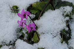 Фиалки фото Черных В.Е. Красивые цветы фиалок и снег.