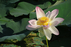 Представляем фото лилии. Это художественное фото водяной лилии. Лилия красивый цветок, автор фото Черных В.Е.