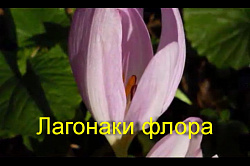 Нагорье Лагонаки - флора