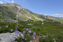 Красивые цветы в горах, маршрут через горы к морю 30-ка
