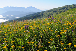 Полевые цветы фото Черных В.Е. Эти красивые полевые цветы сфотографированы на туристическом маршруте Знаменитая Тридцатка - легендарный маршрут 30. В горах большое количество самых разных цветов.